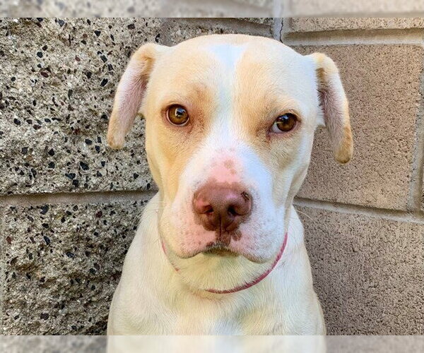 Medium Photo #1 Mutt Puppy For Sale in Moreno Valley, CA, USA