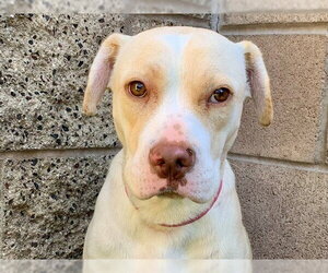 Mutt Dogs for adoption in Moreno Valley, CA, USA