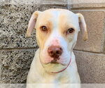 CHELSEA - Female Mutt Dog for Adoption - Small photo
