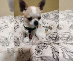 Small #2 Chihuahua