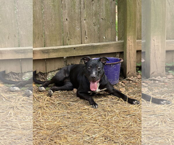 Medium Photo #3 Mutt Puppy For Sale in Jackson, MS, USA