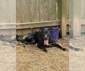 Amory - Female Mutt Dog for Adoption - Photo #3