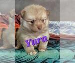 Small Photo #3 Pomsky Puppy For Sale in PEKIN, IL, USA
