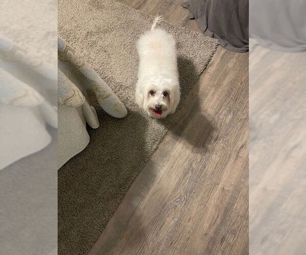 Medium Photo #2 Coton de Tulear Puppy For Sale in Fort Wayne, IN, USA
