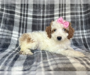 Cock-A-Poo Puppy for sale in LAKELAND, FL, USA