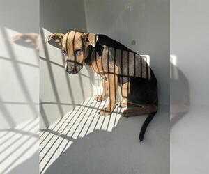 German Shepherd Dog-Unknown Mix Dogs for adoption in Houston, TX, USA