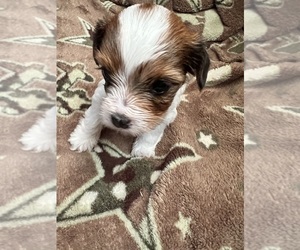 Yorkshire Terrier Puppy for Sale in KELLER, Texas USA
