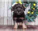 Small Schnoodle (Miniature)