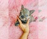 Small #15 French Bulldog