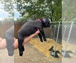 Puppy Hot Pink Cane Corso