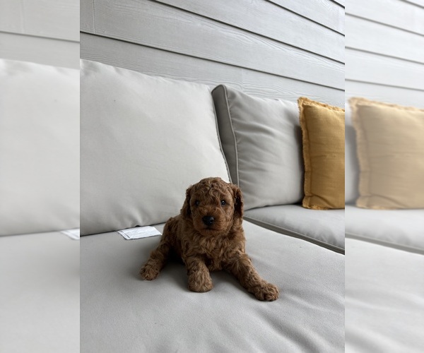 Medium Photo #4 Poodle (Miniature) Puppy For Sale in WELLFORD, SC, USA