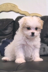 Maltipoo Puppy for sale in LOS ANGELES, CA, USA