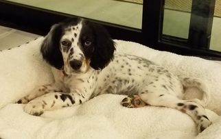 English Setter Puppy for sale in PLAYA VISTA, CA, USA