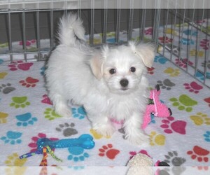 Maltese Puppy for sale in ORO VALLEY, AZ, USA