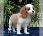 Small #2 Cavalier King Charles Spaniel-Goldendoodle Mix