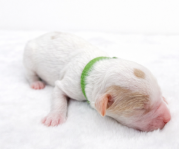 Medium Photo #22 Goldendoodle Puppy For Sale in LAFAYETTE, LA, USA