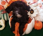 Small Photo #1 Maltipoo Puppy For Sale in INDEPENDENCE, MO, USA