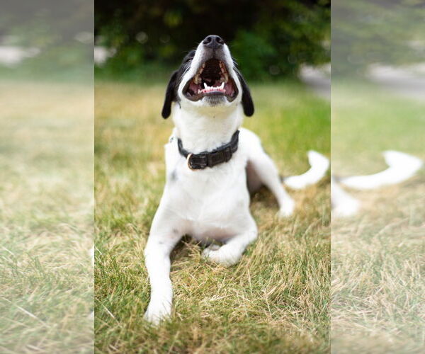 Medium Photo #15 Collie-Unknown Mix Puppy For Sale in Sandy, UT, USA
