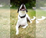 Small #14 Collie Mix