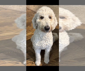 Mother of the Labradoodle puppies born on 06/02/2026