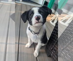 Small Collie Mix