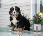 Puppy Koda Bernese Mountain Dog