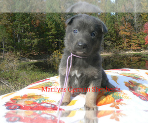 German Shepherd Dog Puppy for Sale in PIEDMONT, Missouri USA