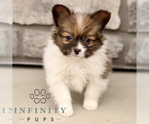 Papillon Puppy for sale in GORDONVILLE, PA, USA