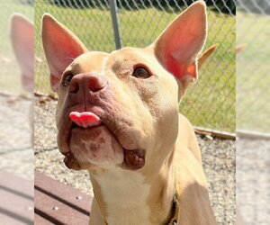 Carrie - Female American Staffordshire Terrier-Unknown Mix Dog for Adoption - Photo #3