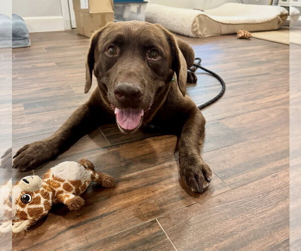 Medium Photo #1 Labrador Retriever-Unknown Mix Puppy For Sale in Houston, TX, USA