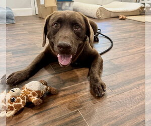 Labrador Retriever-Unknown Mix Dogs for adoption in Houston, TX, USA