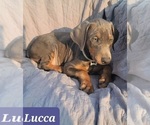 Image preview for Ad Listing. Nickname: Lucca