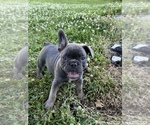 Small Photo #2 French Bulldog Puppy For Sale in WINDSOR, CT, USA