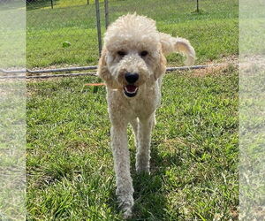 Poodle (Standard) Dogs for adoption in Pacolet, SC, USA