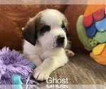 Small Photo #3 Saint Bernard Puppy For Sale in SAVANNAH, MO, USA