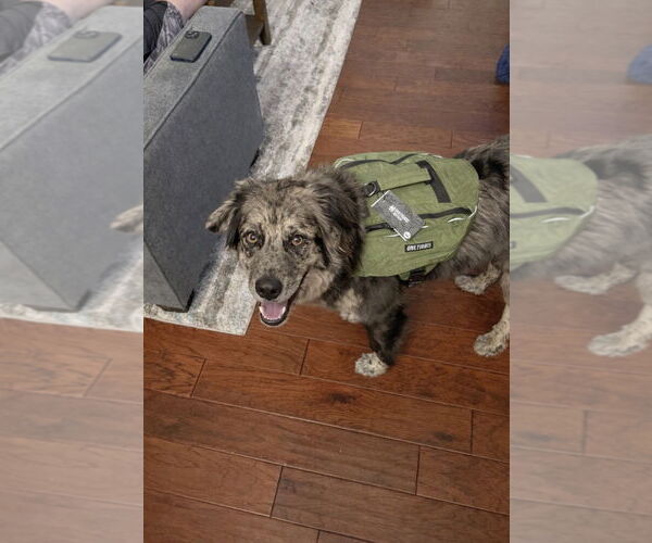 Medium Photo #3 Australian Shepherd Puppy For Sale in Dallas, TX, USA