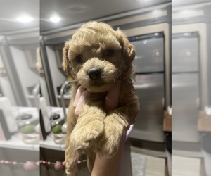 Poochon Puppy for sale in GOOSE CREEK, SC, USA