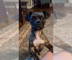 Moonshine - Male Boston Terrier-Unknown Mix Dog for Adoption - Photo #3