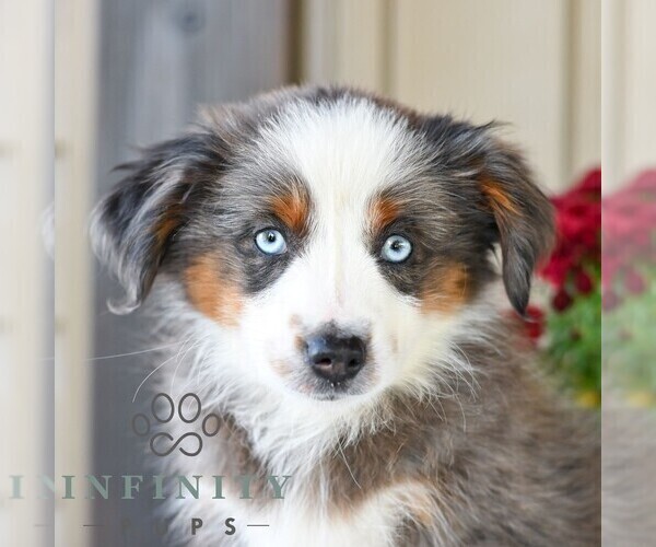 Medium Photo #2 Miniature Australian Shepherd Puppy For Sale in REBERSBURG, PA, USA