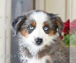 Bethany - Female Miniature Australian Shepherd Puppy for Sale - Photo #2