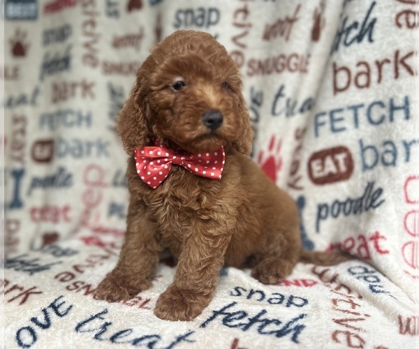 Medium Photo #4 Goldendoodle (Miniature) Puppy For Sale in LAKELAND, FL, USA