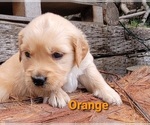 Small Photo #37 Golden Retriever Puppy For Sale in CHINO HILLS, CA, USA