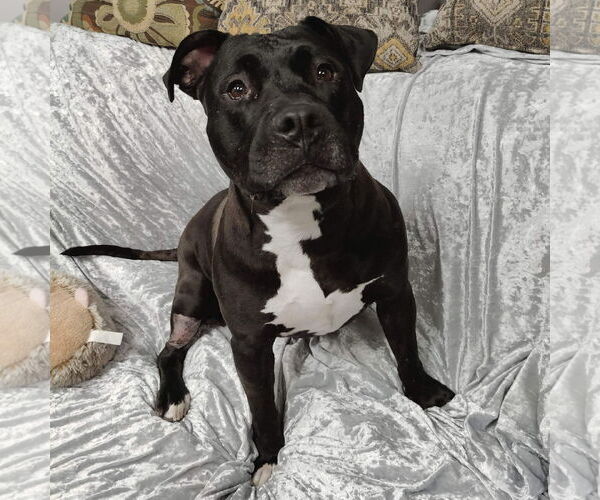 Medium Photo #5 American Pit Bull Terrier Puppy For Sale in St. Louis Park, MN, USA