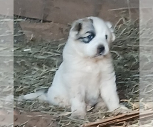 Medium Photo #1 Great Pyrenees Puppy For Sale in NEWELL, AL, USA