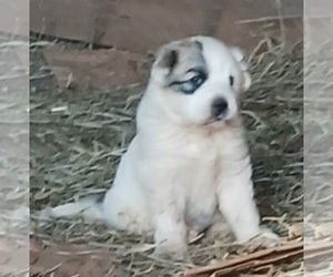 Great Pyrenees Puppy for sale in NEWELL, AL, USA