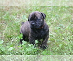 Small Photo #29 Boerboel Puppy For Sale in WASILLA, AK, USA