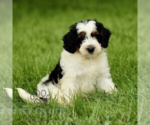 Bernedoodle (Miniature) Puppy for sale in NEW HOLLAND, PA, USA