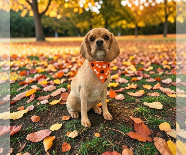 Medium Photo #4 Cocker Spaniel Puppy For Sale in Aurora, IN, USA