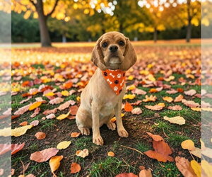 Miss Lulu - Female Cocker Spaniel Dog for Adoption - Photo #4