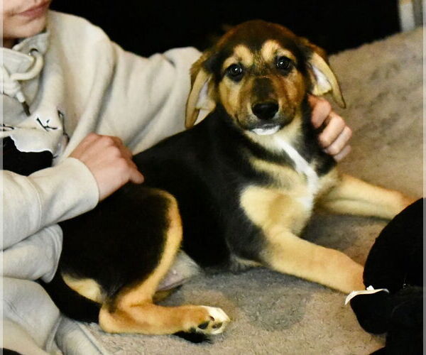 Medium Photo #1 Labrador Retriever-Unknown Mix Puppy For Sale in Mechanicsburg, PA, USA